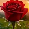 lavienrose140