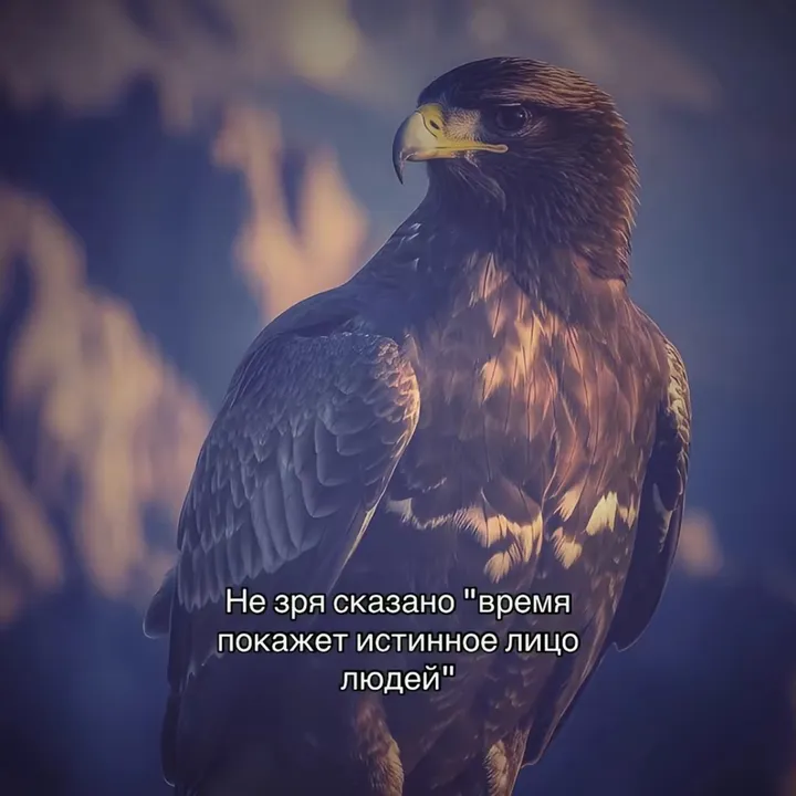 aliev_a0