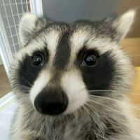 koko_krunch792