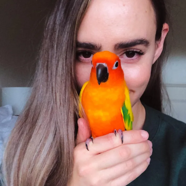 @sspringchicken
