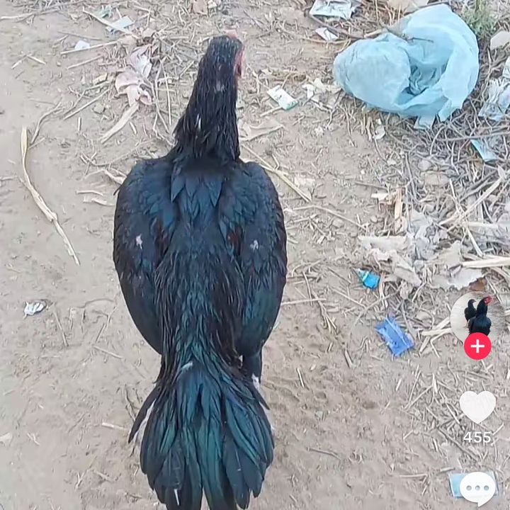 usmanaseel04