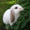 chuxinhiu_222