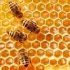 the2bee2buzz