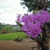 flor.emilia59