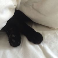bluewinkcatt