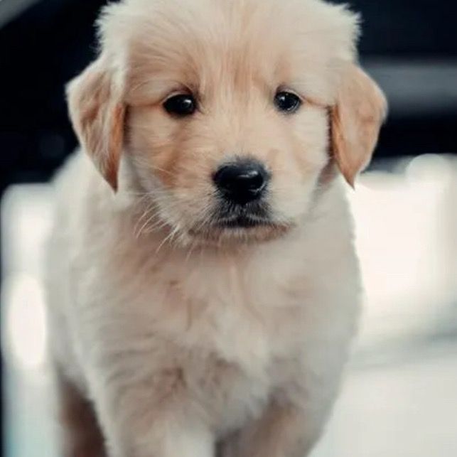 babygolden43