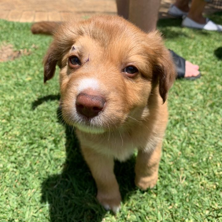 @cowboy.the.kelpie