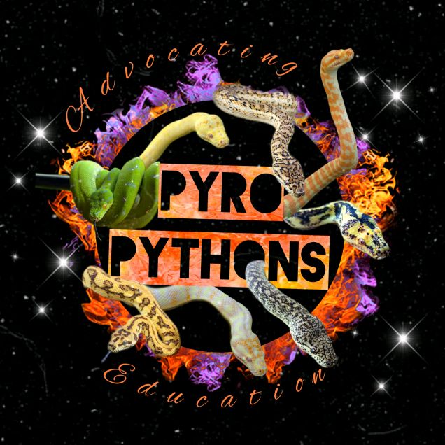 pyro_pythons_australia