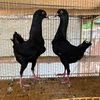quality.birds2