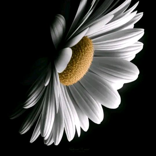 £|)@🕊️ - orijinal ses