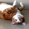 dia.a.dia.de.gato