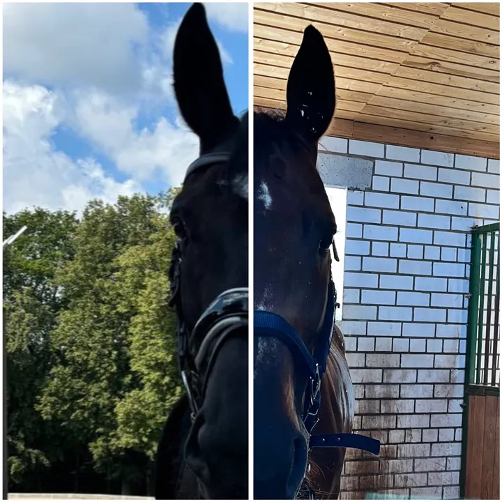 horse_sport_ride