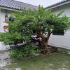 lonhaikal7
