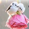 mehar.sab.g41