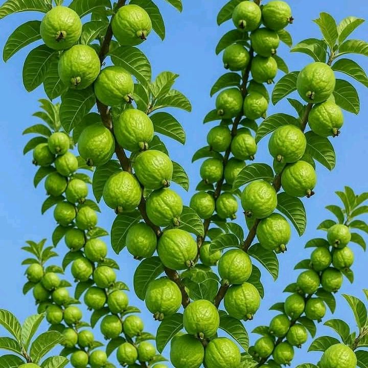mohdshofik282