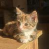 nima.kitties