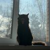 catsosik