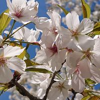 hana_0634
