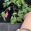 @cece.bug3