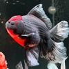 koko.koki.koi
