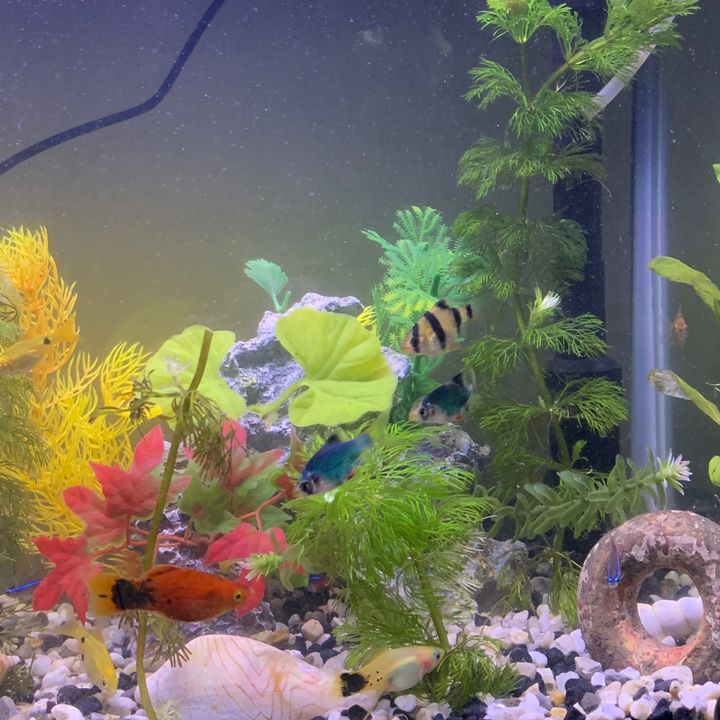 @aquariums4mentalhealth