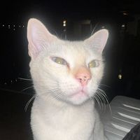 phetploy27