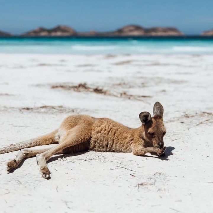 everything.aussie