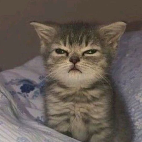 angrycatlol
