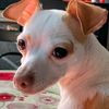 @galletalachihuahua
