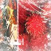 gyutaro_cagao123