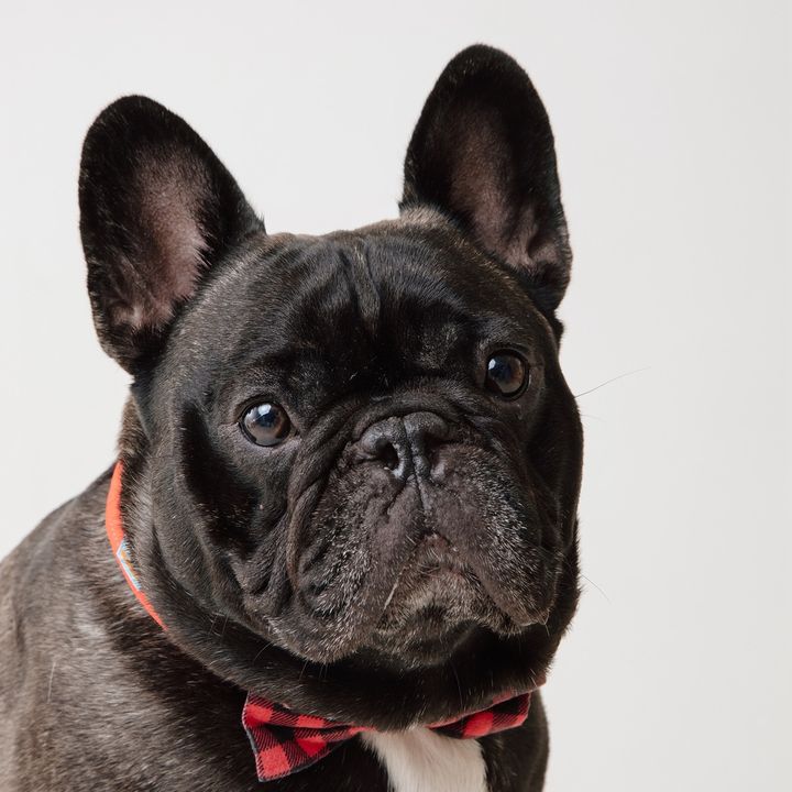 levi.thefrenchie