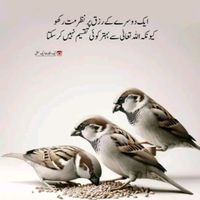 masom_larki81