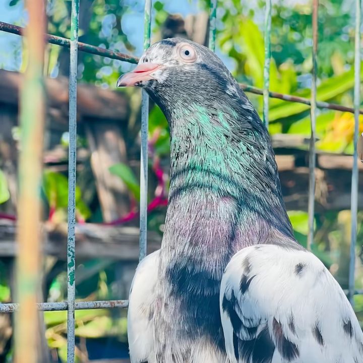 royal.birds50