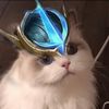 .kgusion