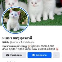 mameaw_udonthani