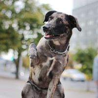 _marble_dog_