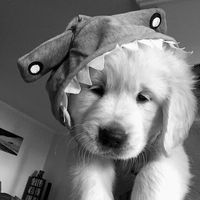 fern_152