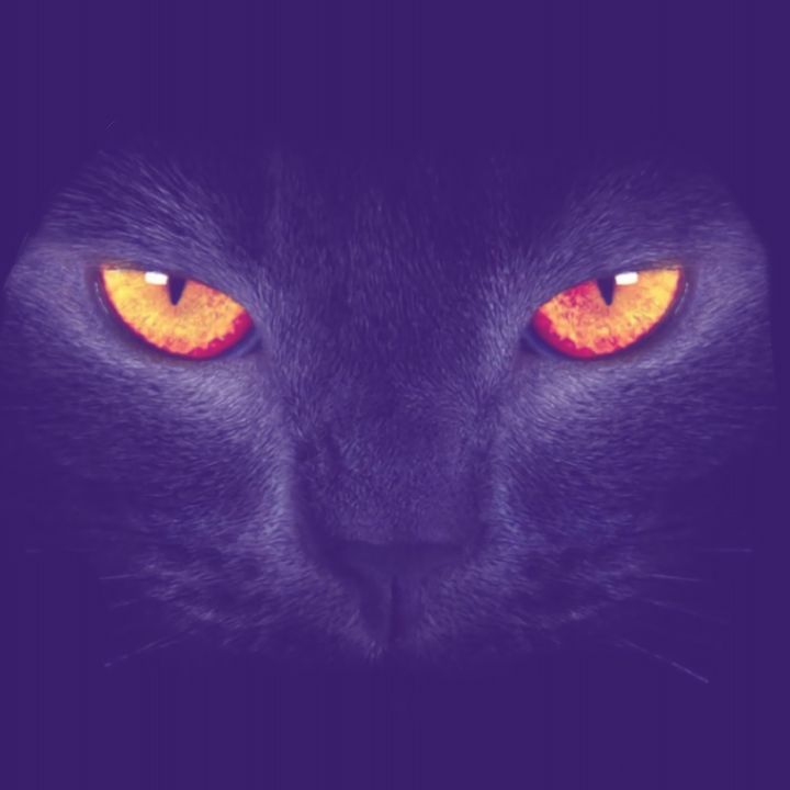 🪻🦋 - zaronim
