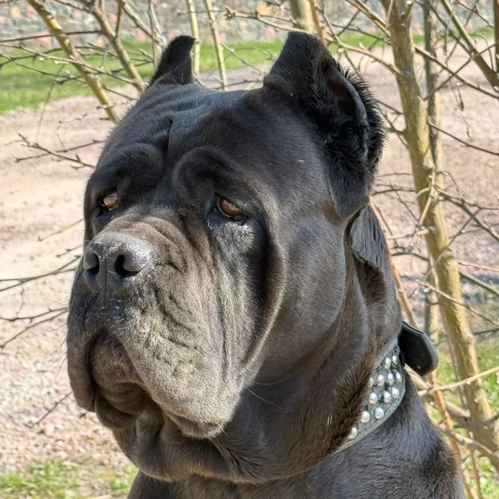 kennel.cane.corso1