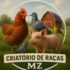 criatrio.mz