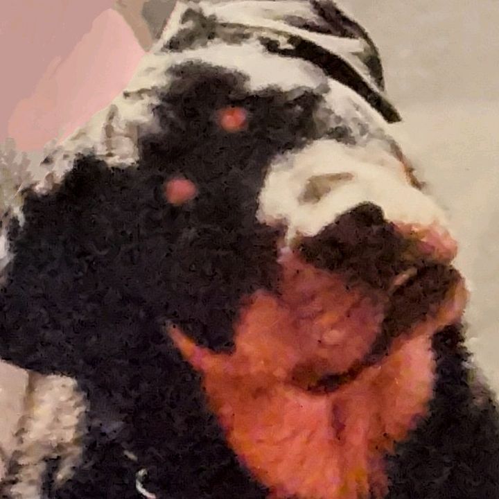maxpdeeyantu70