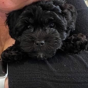 @leotheshorkiepoo