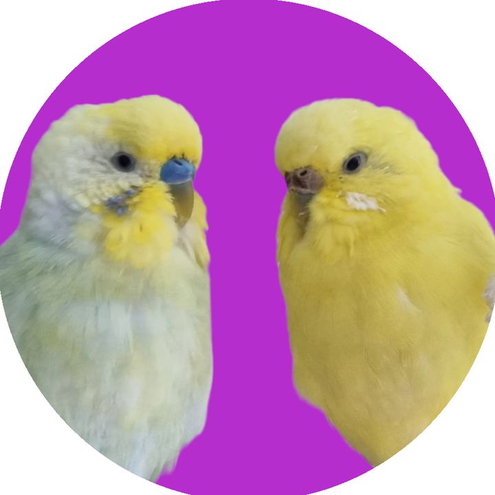 cingoez_friends