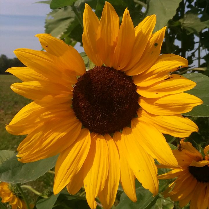 dandelionskulls