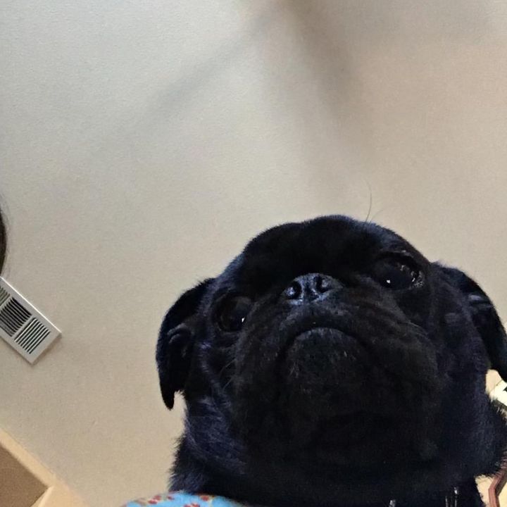 puggybear_benji