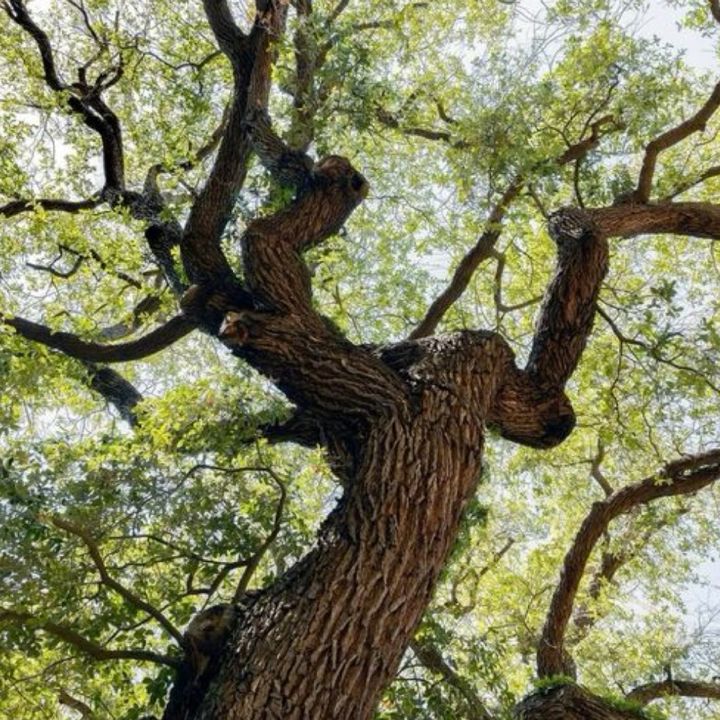 amaliaplantstrees
