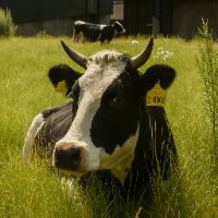 bastienfarms