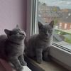 britishtwincatd