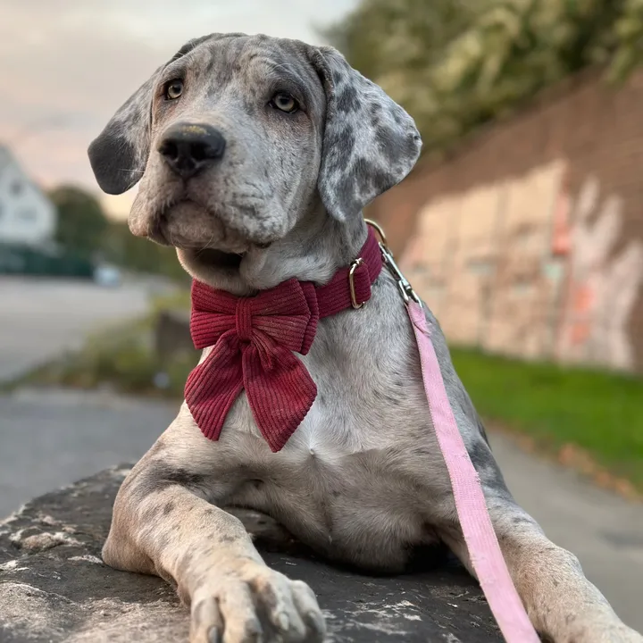 loucanecorso