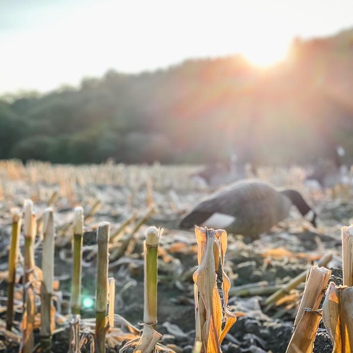 flatline_fowl